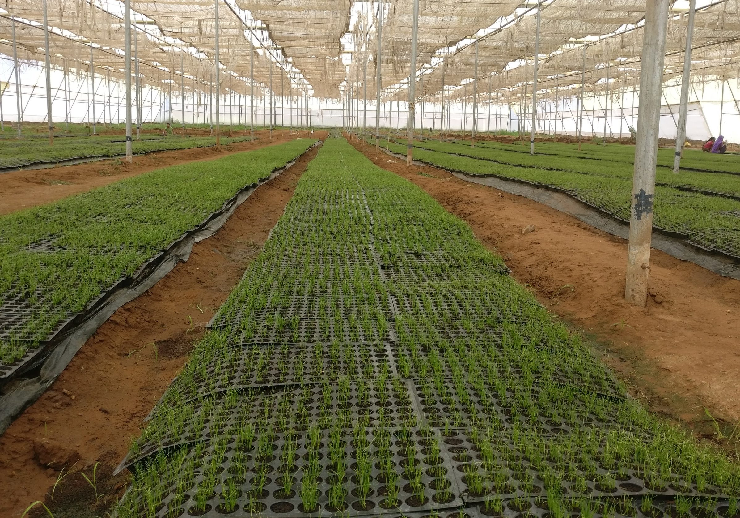 photo-1506180064210-cfa64ed82c11